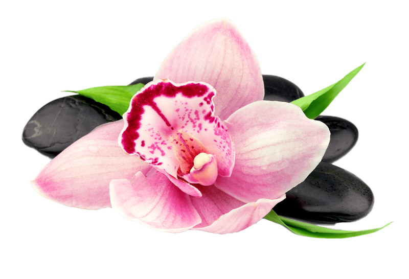 Wellness Counselling and Energy Healing